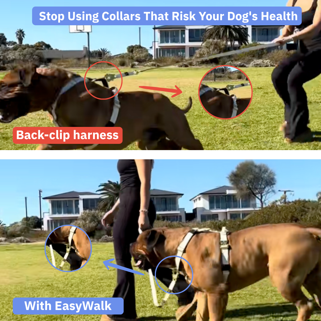 No-Pull Harness